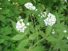 Cardamine leucantha