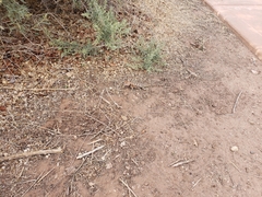 Sceloporus magister cephaloflavus