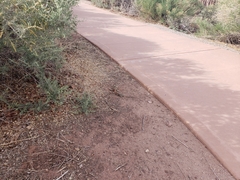 Sceloporus magister cephaloflavus