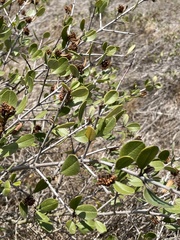 Ceanothus megacarpus insularis
