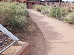 Sceloporus magister cephaloflavus