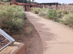 Sceloporus magister cephaloflavus