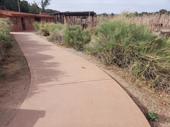 Sceloporus magister cephaloflavus