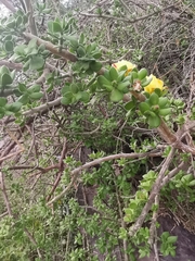 Pereskiopsis diguetii