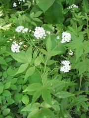Cardamine leucantha
