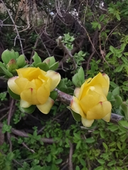Pereskiopsis diguetii