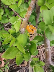 Pereskiopsis diguetii