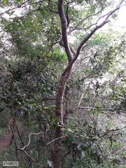 Ochna arborea