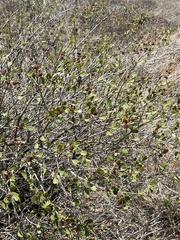 Ceanothus megacarpus insularis