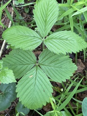 Fragaria moschata