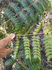 Guilandina bonduc