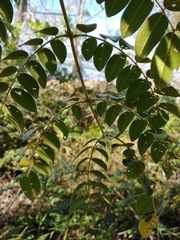 Guilandina bonduc