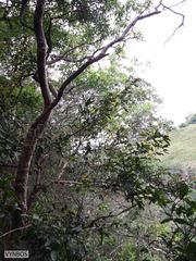 Ochna arborea