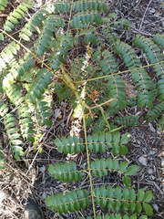 Guilandina bonduc