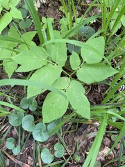 Aegopodium podagraria