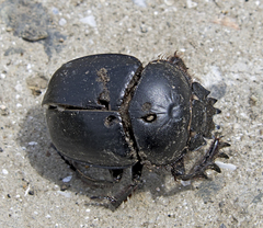 Scarabaeus typhon