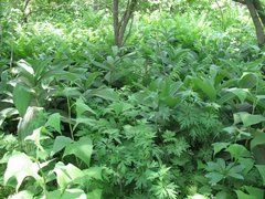 Veratrum grandiflorum