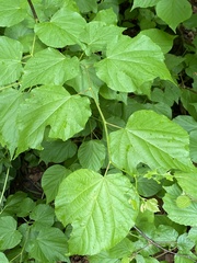 Tilia cordata