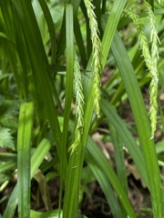 Carex sylvatica