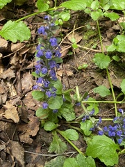 Ajuga reptans