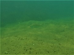 Eucinostomus entomelas