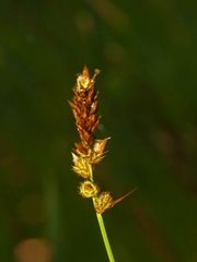 Carex sartwellii