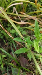 Acrida cinerea