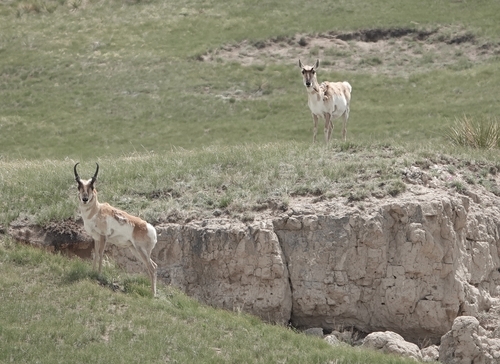 Pronghorn photographed in Nebraska