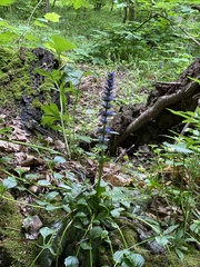 Ajuga reptans