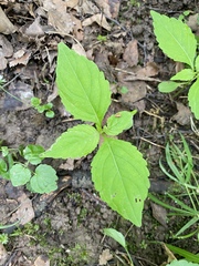 Impatiens parviflora