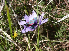 Zygaena lavandulae