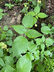 Circaea lutetiana