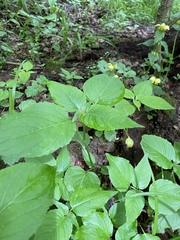 Circaea lutetiana