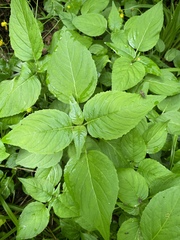 Circaea lutetiana