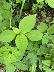Impatiens parviflora
