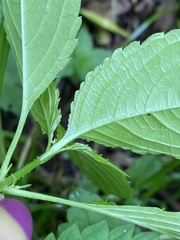 Impatiens parviflora