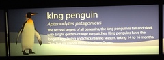 Aptenodytes