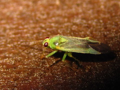 Orthotylus pallens