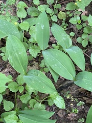Convallaria majalis