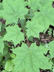 Acer platanoides