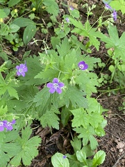 Geranium sylvaticum