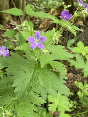 Geranium sylvaticum