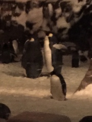 Aptenodytes forsteri