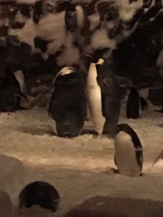 Aptenodytes forsteri