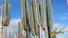 Lemaireocereus hollianus