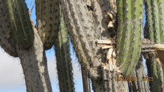 Lemaireocereus hollianus