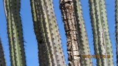 Lemaireocereus hollianus