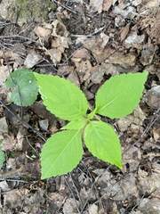 Impatiens parviflora