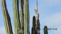 Lemaireocereus hollianus