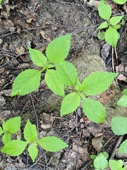 Impatiens parviflora